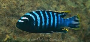 Cynotilapia zebroides 'Lundo Island'